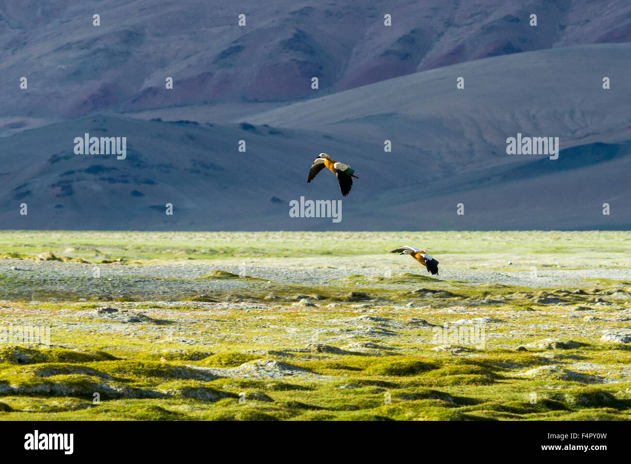 Zwei Brahmanen Enten, auch bräunlich Brandente (tadorna ferruginea) sind Fliegen bei Tso kar, eine schwankende Salt Lake, gelegen an einem altitu Stockfoto