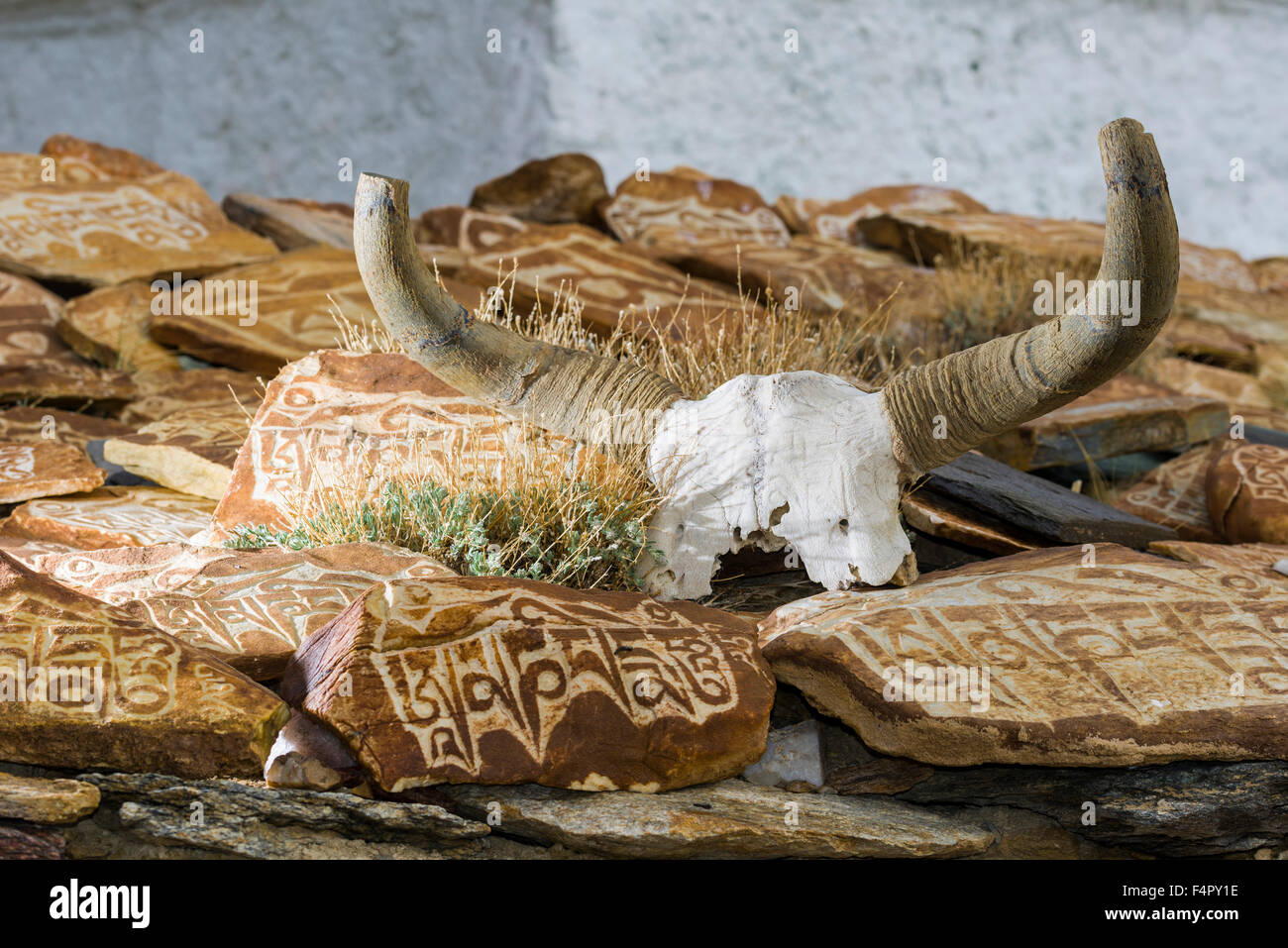 Ein yak Schädel mit dem Mantra "Om Mani Padme Hum" graviert und Mani Steine sind Verzierung einer Stupa in Tso kar, eine schwankende Salz l Stockfoto