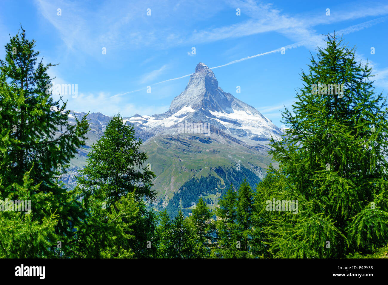 Blick durch die Kiefern zum Matterhorn Gipfel. Juli 2015. Matterhorn, Schweiz. Stockfoto