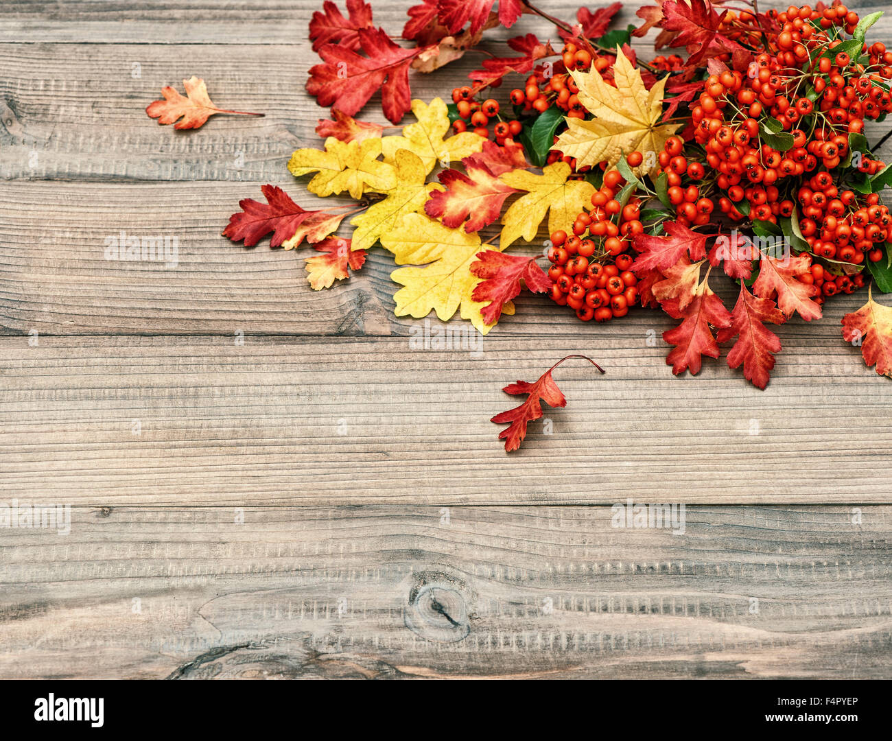 Rote und gelbe Blätter auf rustikalen Holz Textur. Herbst Hintergrund. Retro-Stil farbige Foto Stockfoto