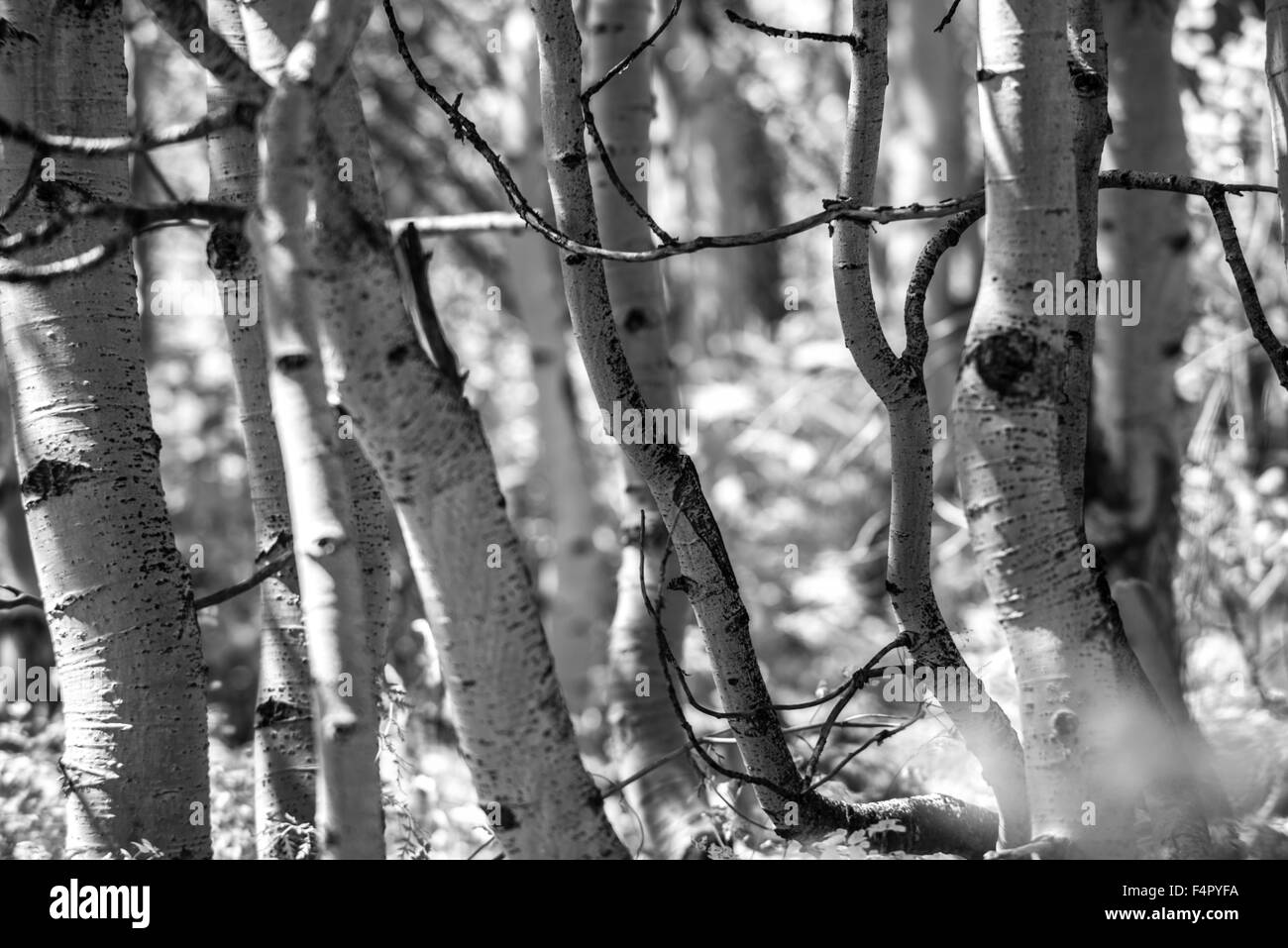 Black And White Aspen Bäume Hintergrundmuster Stockfoto