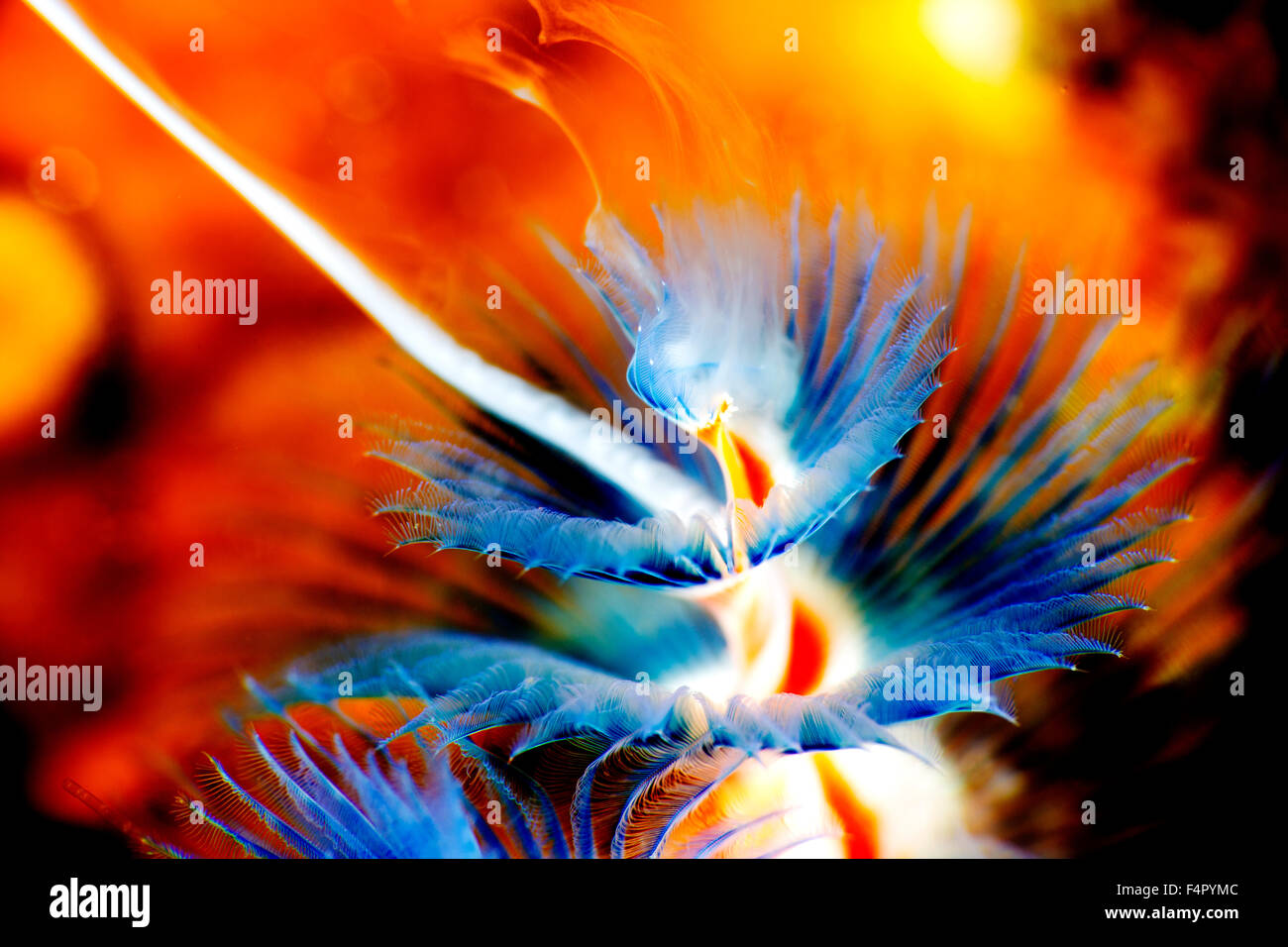 Ein blauer Weihnachtsbaum Wurm laichen, Freigabe von Eiern / Sperma auf einem gelben Korallen Hintergrund Stockfoto