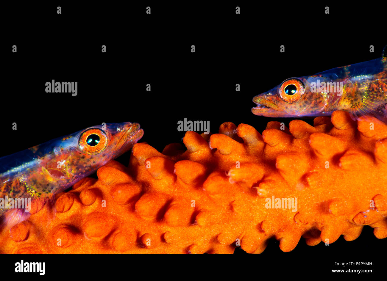 Zwei kleine Fische, gemeinsamen Geist Grundeln, Angesicht zu Angesicht auf ihre Peitsche Korallen Hause versuchen nicht bemerkt zu werden Stockfoto