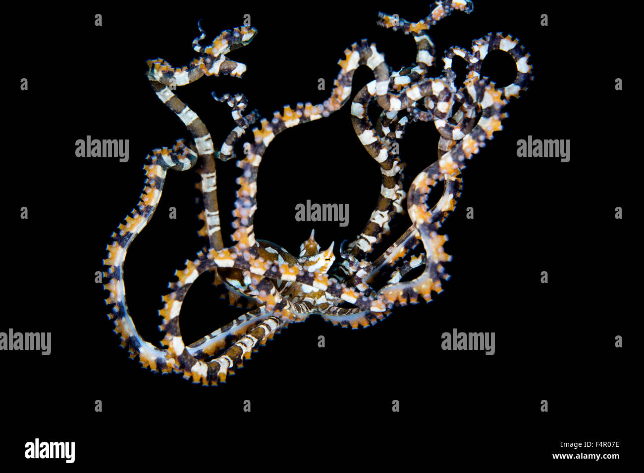 Wonderpus durch das Wasser zu fallen. Mit es hat Beine zu verlangsamen verwirrt. Stockfoto