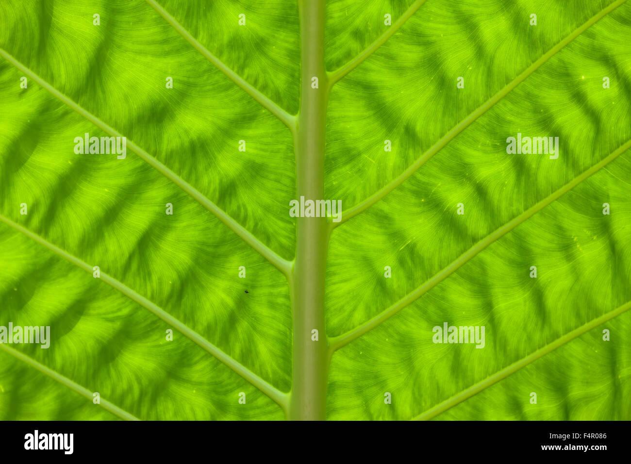 Linien und Muster ON A WILD YAM Blatt parallelen Linien und Muster auf wilde Yamswurzel grünes Blatt mit einem natürlichen Gegenlicht Stockfoto