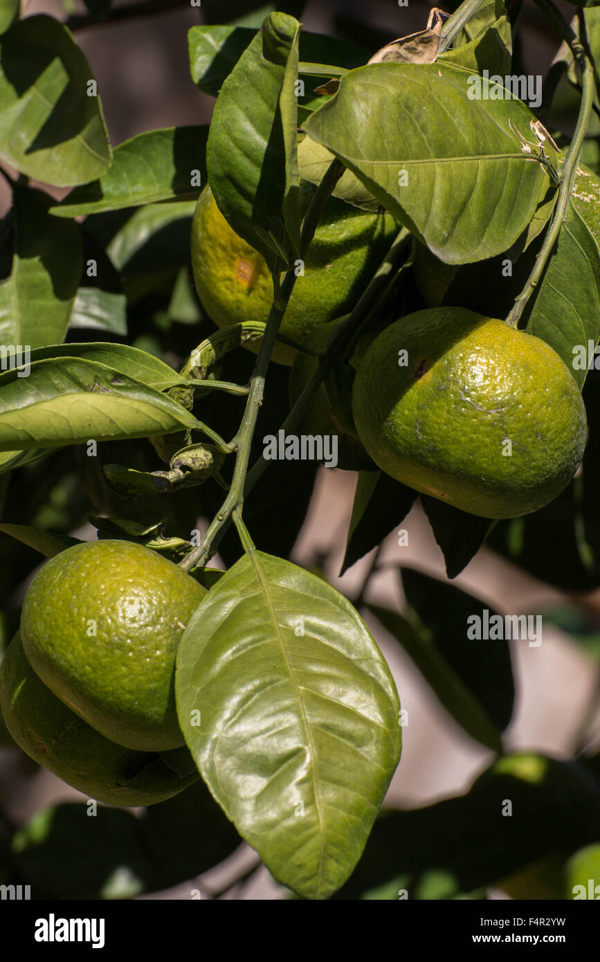 Ast mit Bio-Orangen wachsen in frischen Sonnenschein Stockfoto