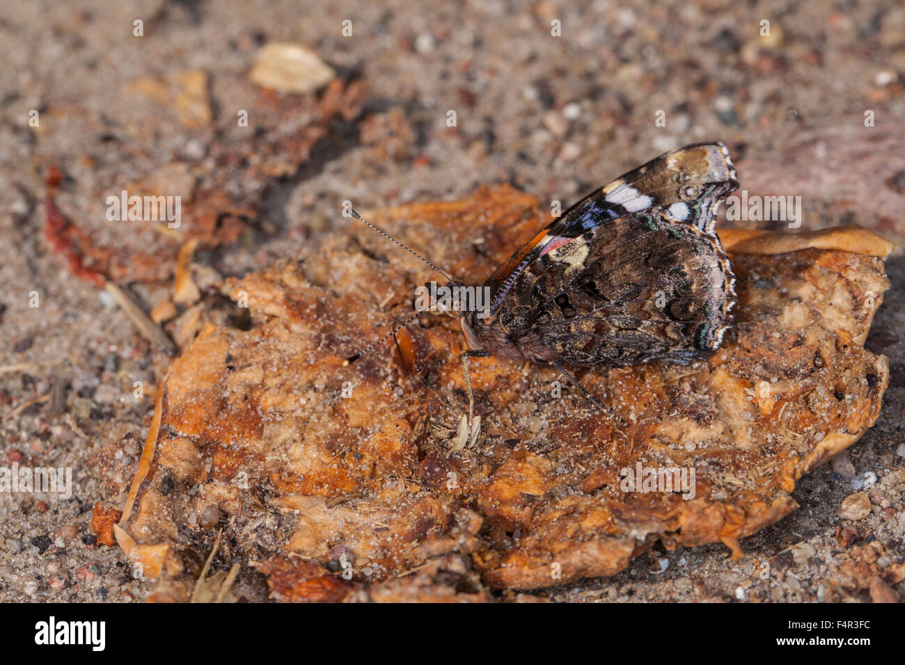 Schmetterling frisst einen faulen Apfel Stockfoto