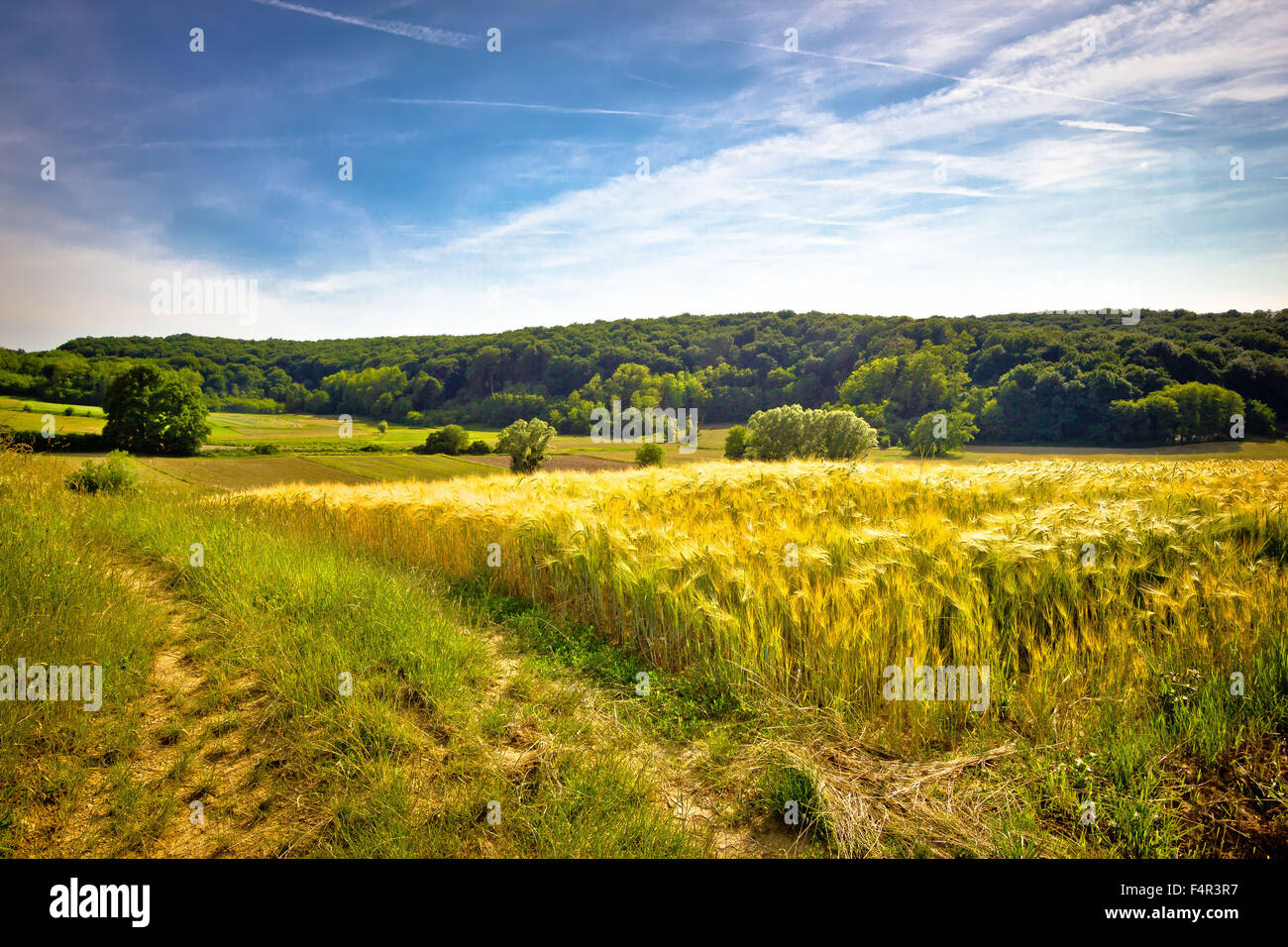 Idyllische Kulturlandschaft Sommer Blick, Weizenfeld, Kroatien Stockfoto