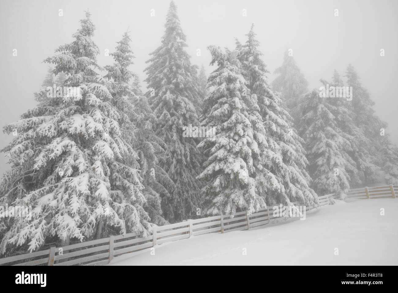 Schöne Landschaft mit Nebel und Schneefall im Winterwald Stockfoto