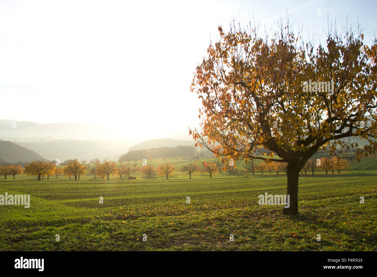 Schweiz, Europa, Baselland, Laufental, Nenzlingen, Obstbäume, Wiese, Feld, Herbstsonne, Gegenlicht Stockfoto