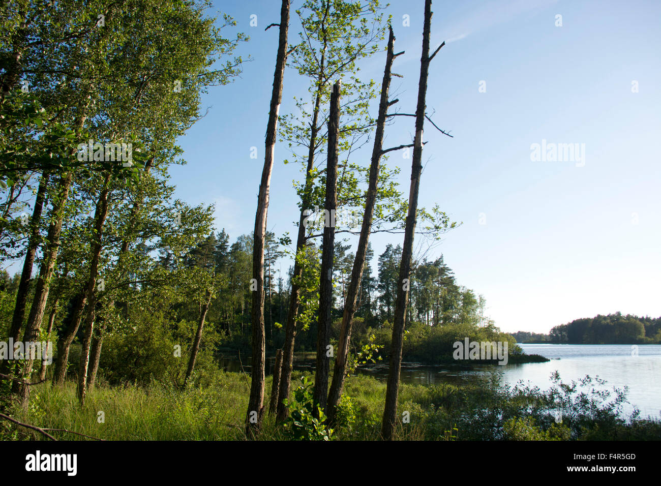 Schweden, Europa, Skane, Örkeljunga, Store Sjö, See, Strand, Bäume, Sommer, Inseln, Stockfoto