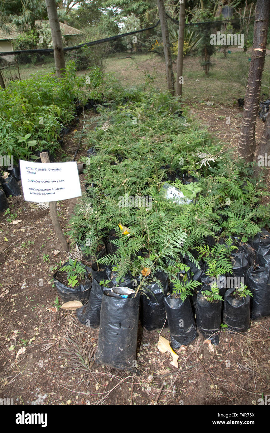 Young Silky Eiche Sämlinge in Töpfe Baumschule Elsamere Lake Naivasha Kenia Afrika Stockfoto
