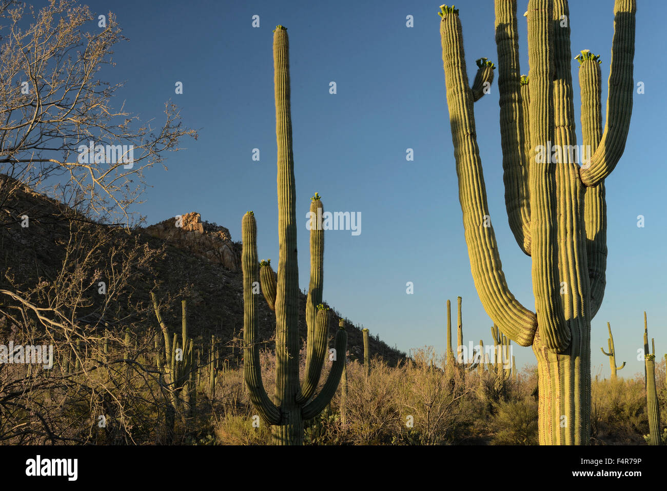 USA, USA, Amerika, Arizona, Südwesten, Saguaro National Park, desert, Sonora, Landschaft, Kaktus Stockfoto