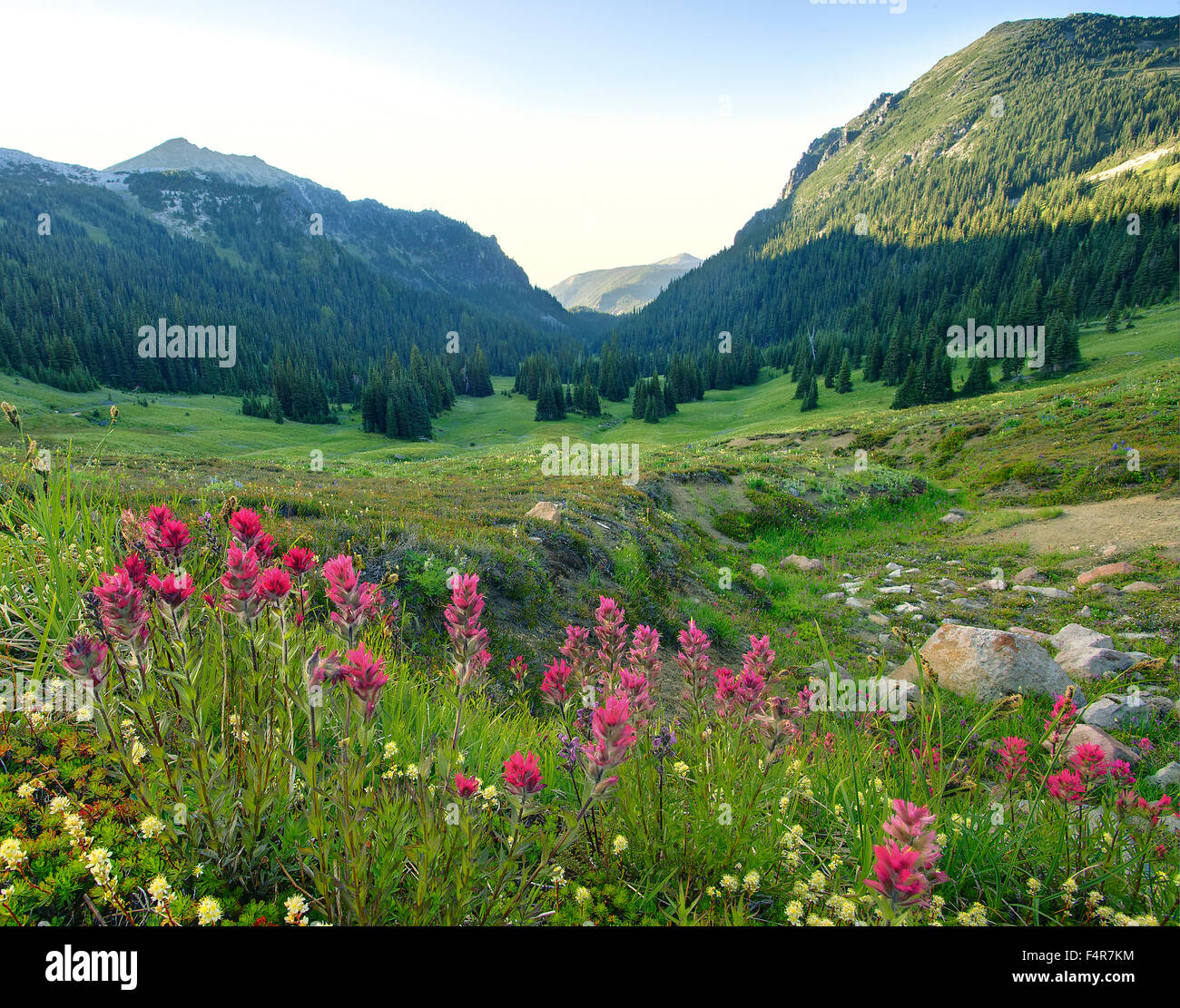 USA, USA, Amerika, Pacific Northwest, Washington, Landschaft, Wildblumen, Blumen, Longmire, Landschaft Stockfoto