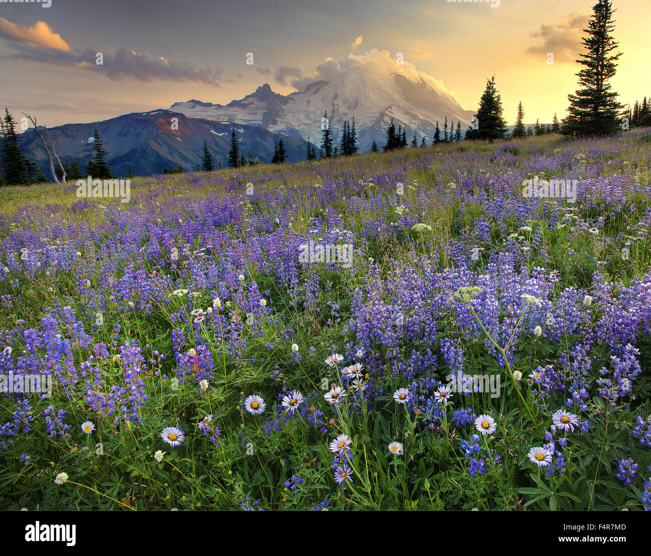 USA, USA, Amerika, Pacific Northwest, Washington, Washington State, Mount Rainier Nationalpark, vulkanische, Landschaft, Stockfoto
