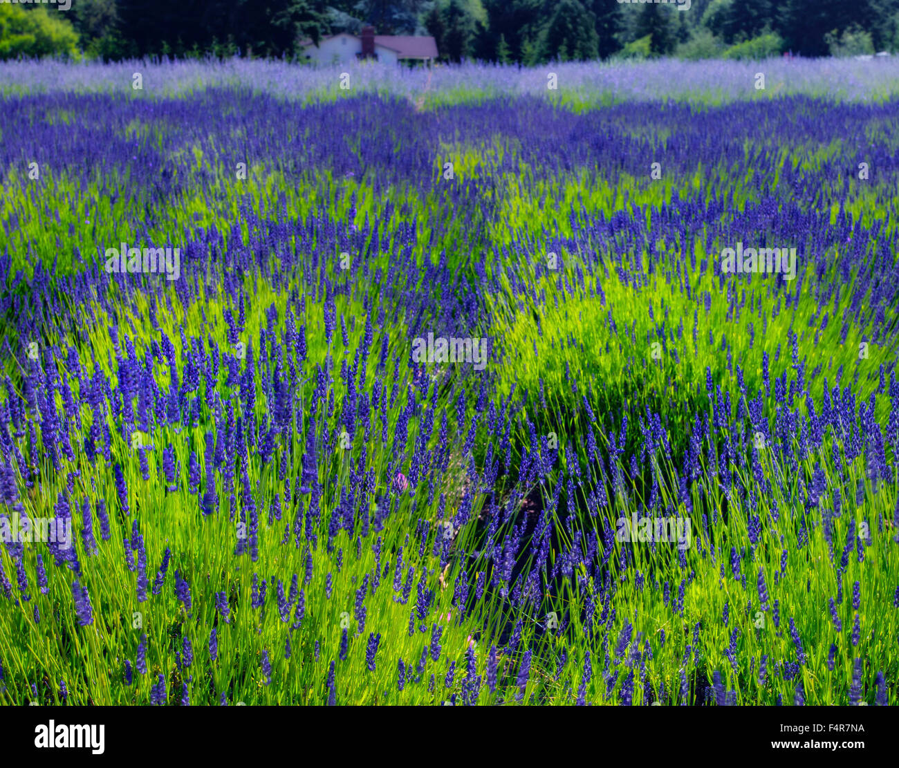 Sequim, Lavendel, Olympic Halbinsel, Frühling, Blumen Stockfoto