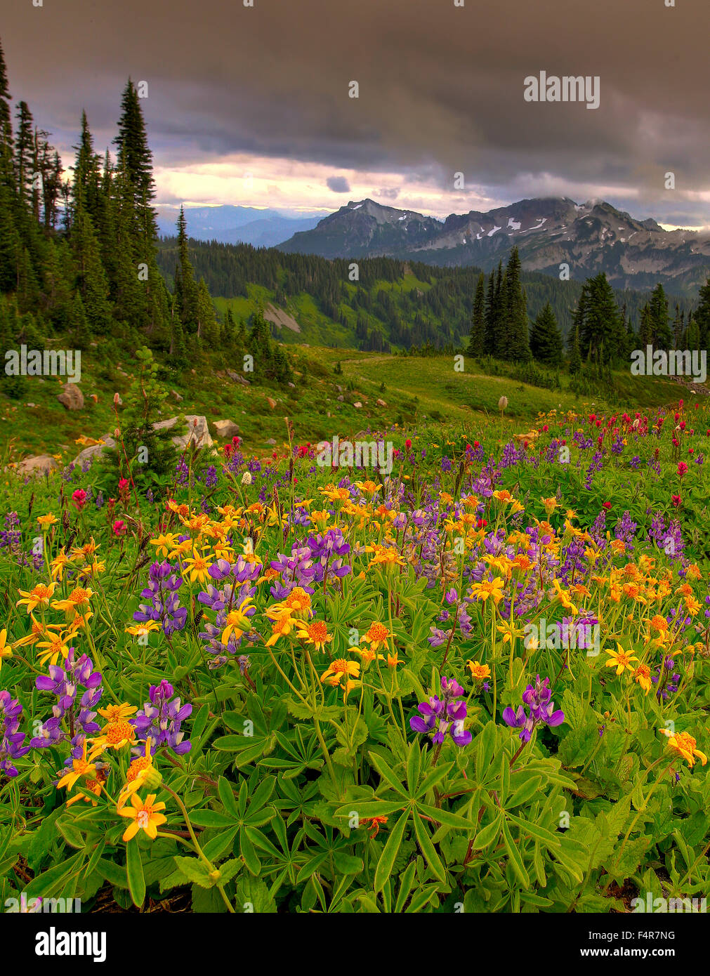 USA, USA, Amerika, Pacific Northwest, Washington, Washington State, Cascade Mountains, Blumen, Wildblumen, Natur Stockfoto