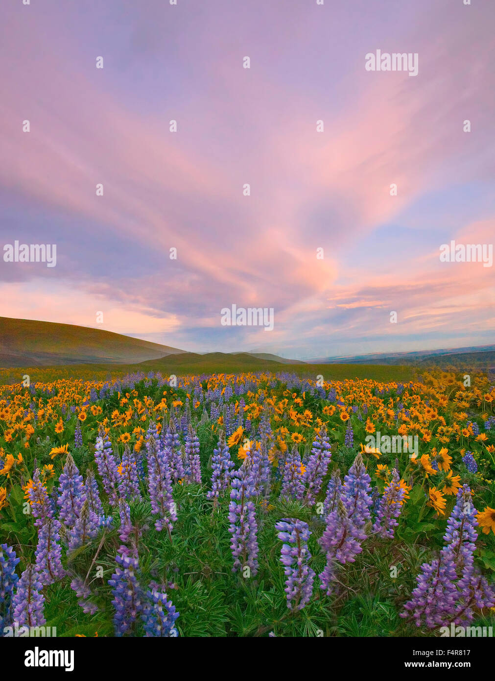 Die Dalles, südlichen Washington, Washington, Wildblumen, Blumen, Lupine, Columbia-Schlucht Stockfoto