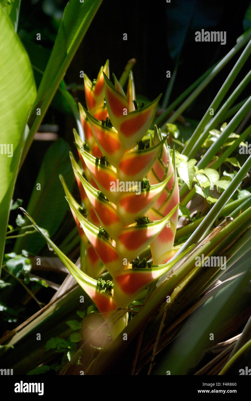 Heliconia wagneriana Stockfoto