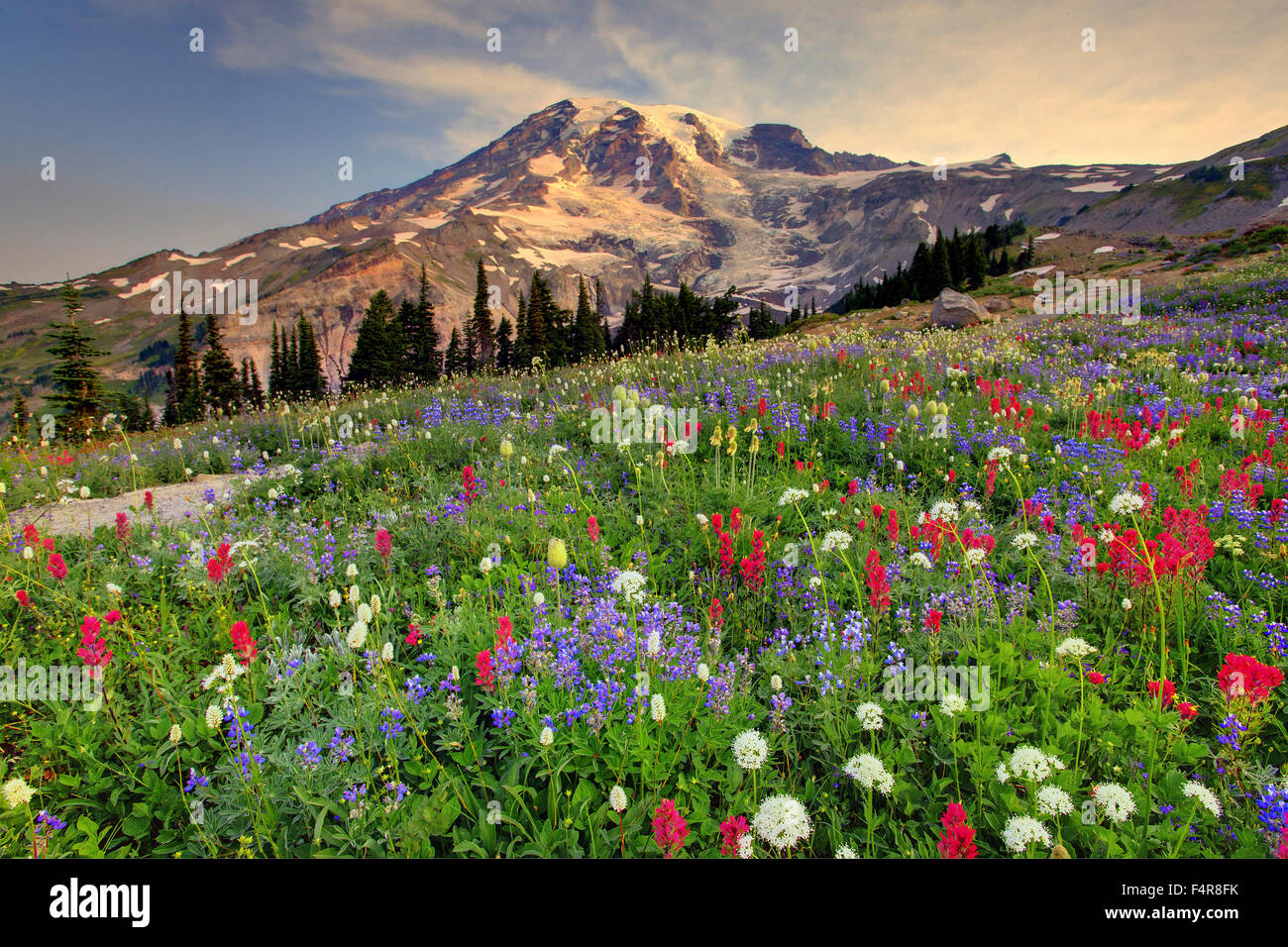 USA, USA, Amerika, Pacific Northwest, Washington, Washington State, Kaskaden, Mount Rainier, Nationalpark, Wildblume Stockfoto