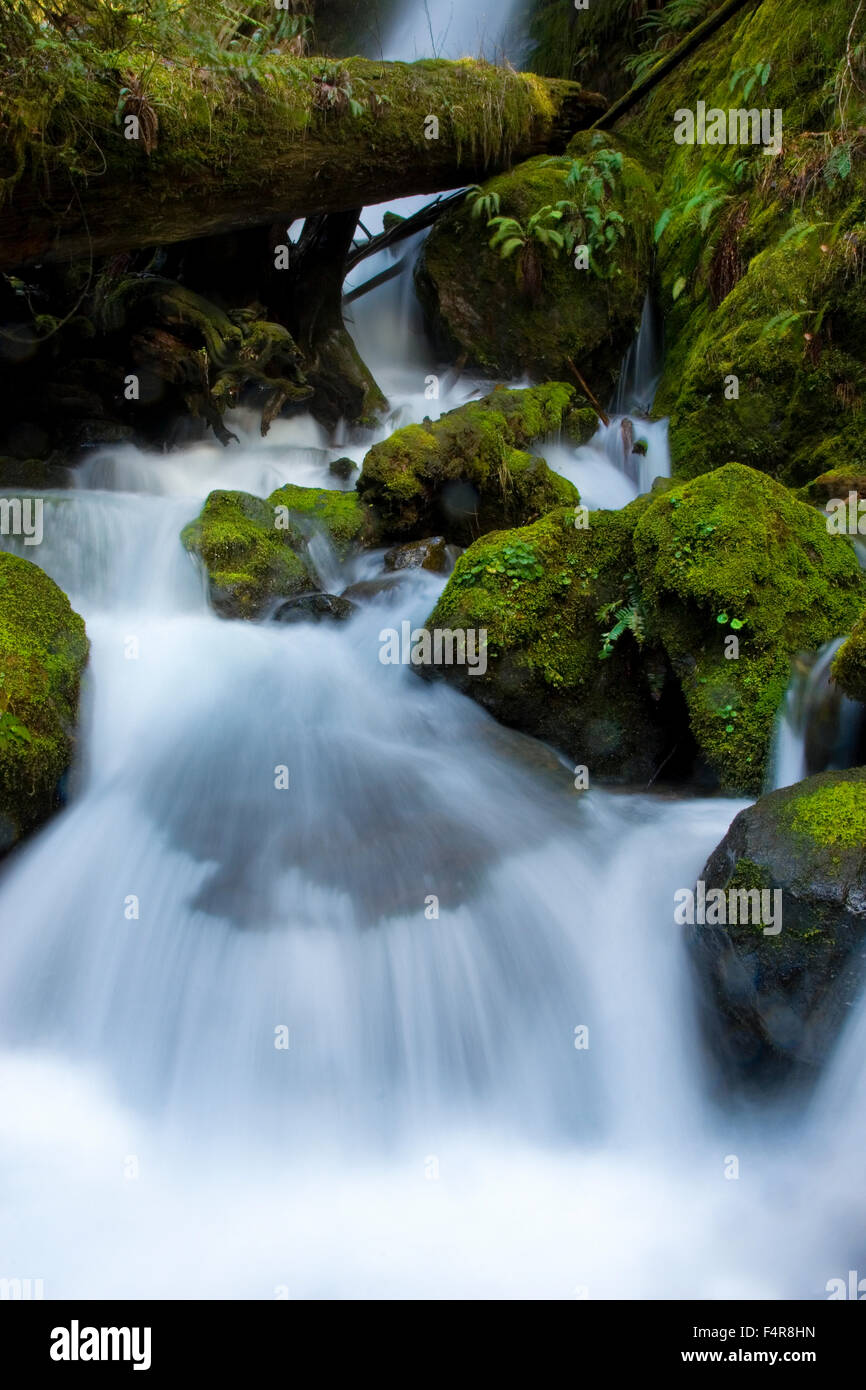 Sol Duc fällt, Wasserfall, grün, Wald, Olympic, Nationalpark, Olympic Peninsula, Wanderung, Wasser, Creek, Washington, Washington, Stockfoto