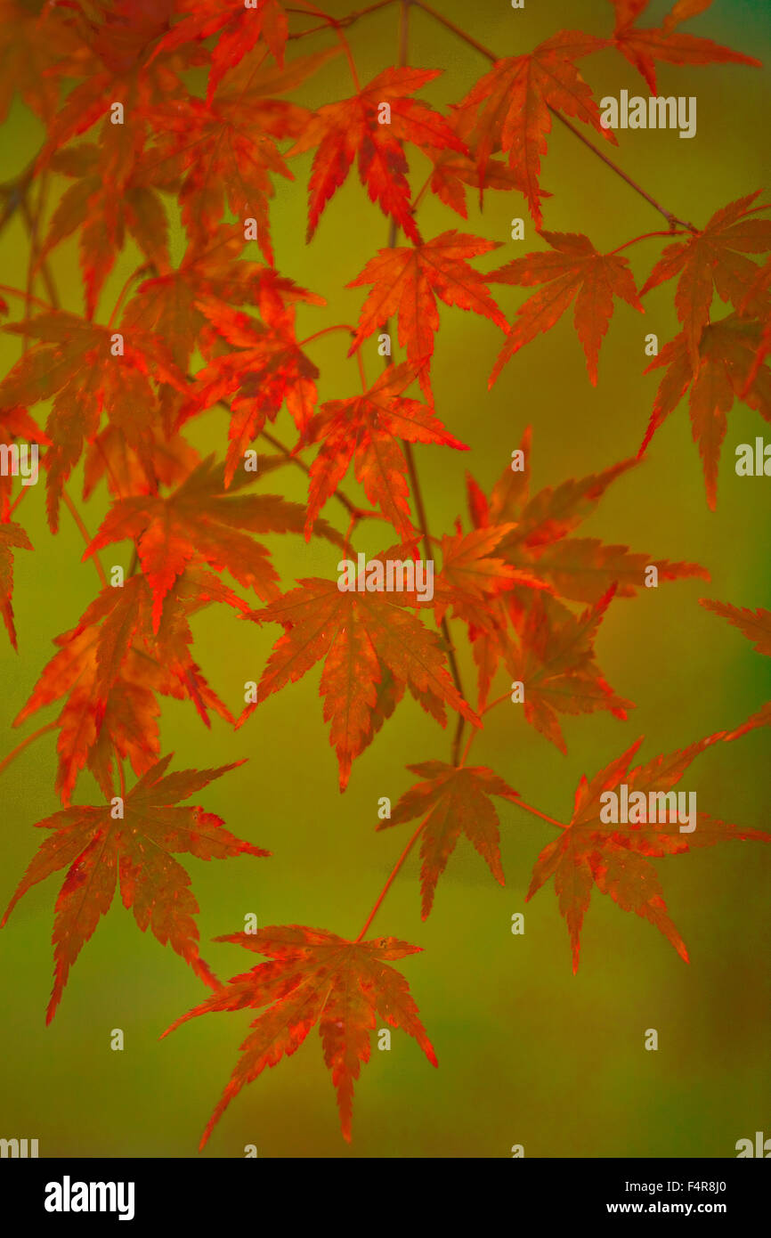USA, USA, Amerika, Pacific Northwest, Blätter, Herbst, Stockfoto