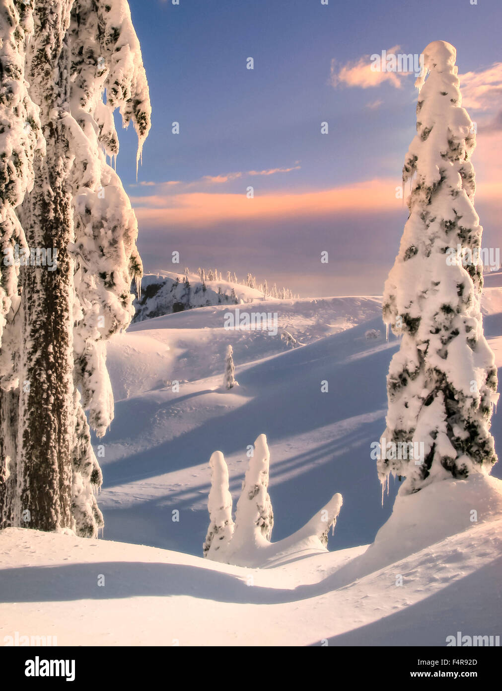 Kanada, British Columbia, Schnee, Schnee, Bäume, rollenden Hügeln, blauer Himmel, Winter, Abend, Sonnenuntergang, goldene Stunde Stockfoto