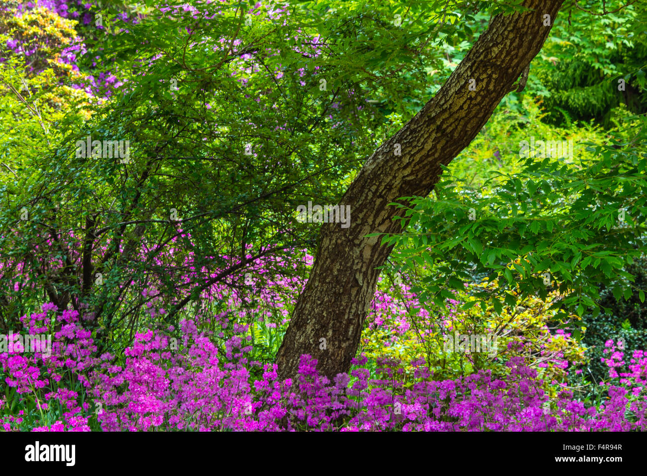 Britisch-Kolumbien, Kanada, Vancouver VanDusen Botanical Garden, Botanischer, Garten, Sommer, Blumen, Baum Stockfoto