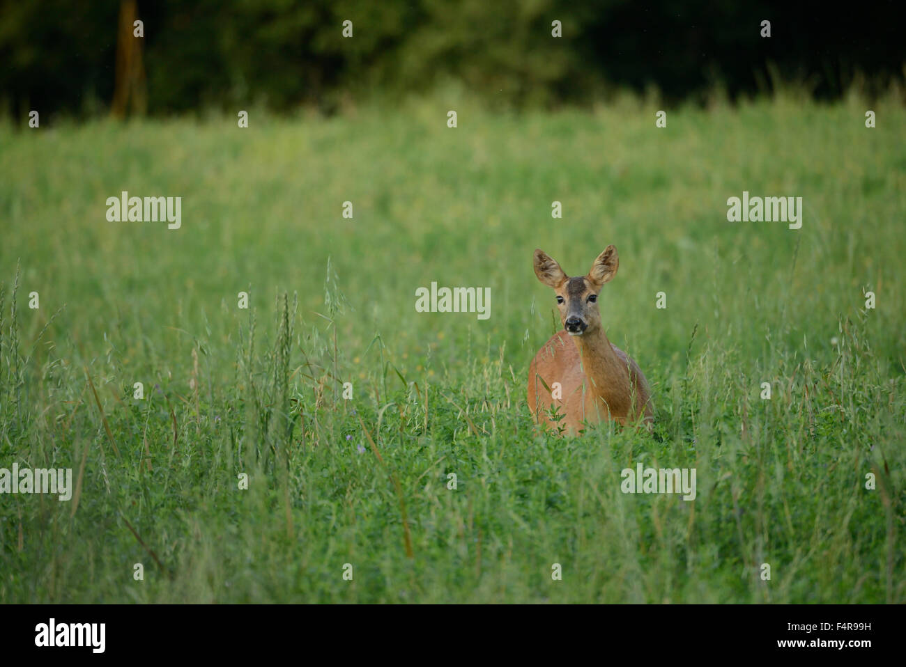 Europa, Italien, Toscana, Toskana, Hirsch, Wildtiere, Natur, Tier Stockfoto