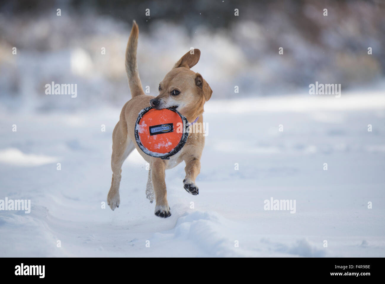Coco, Sprung, Schnee, Tier, Hund, Spielzeug, Haustier Stockfoto