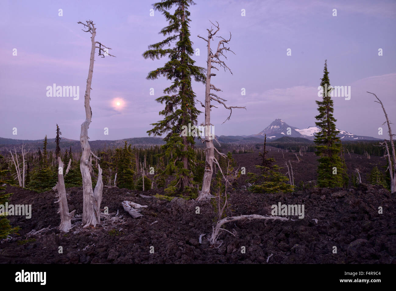 McKenzie-Pass, Lava, Vulkane, Mondaufgang, Mond, Landschaft, Oregon, USA, USA, Amerika, Bäume Stockfoto