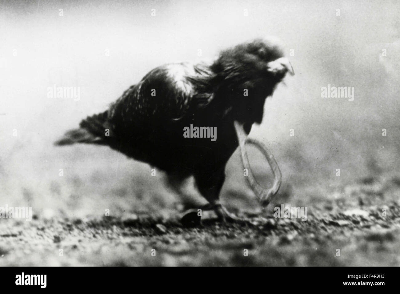 Ein Vogel mit einer Brille befestigt Stockfoto