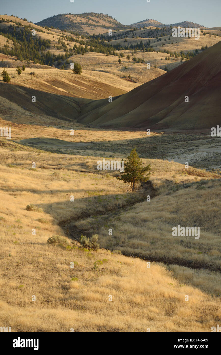 USA, USA, Amerika, Oregon, Eastern, John Day, Fossil Beds, Nationaldenkmal, Painted Hills, Landschaft, Wiese, ver Stockfoto