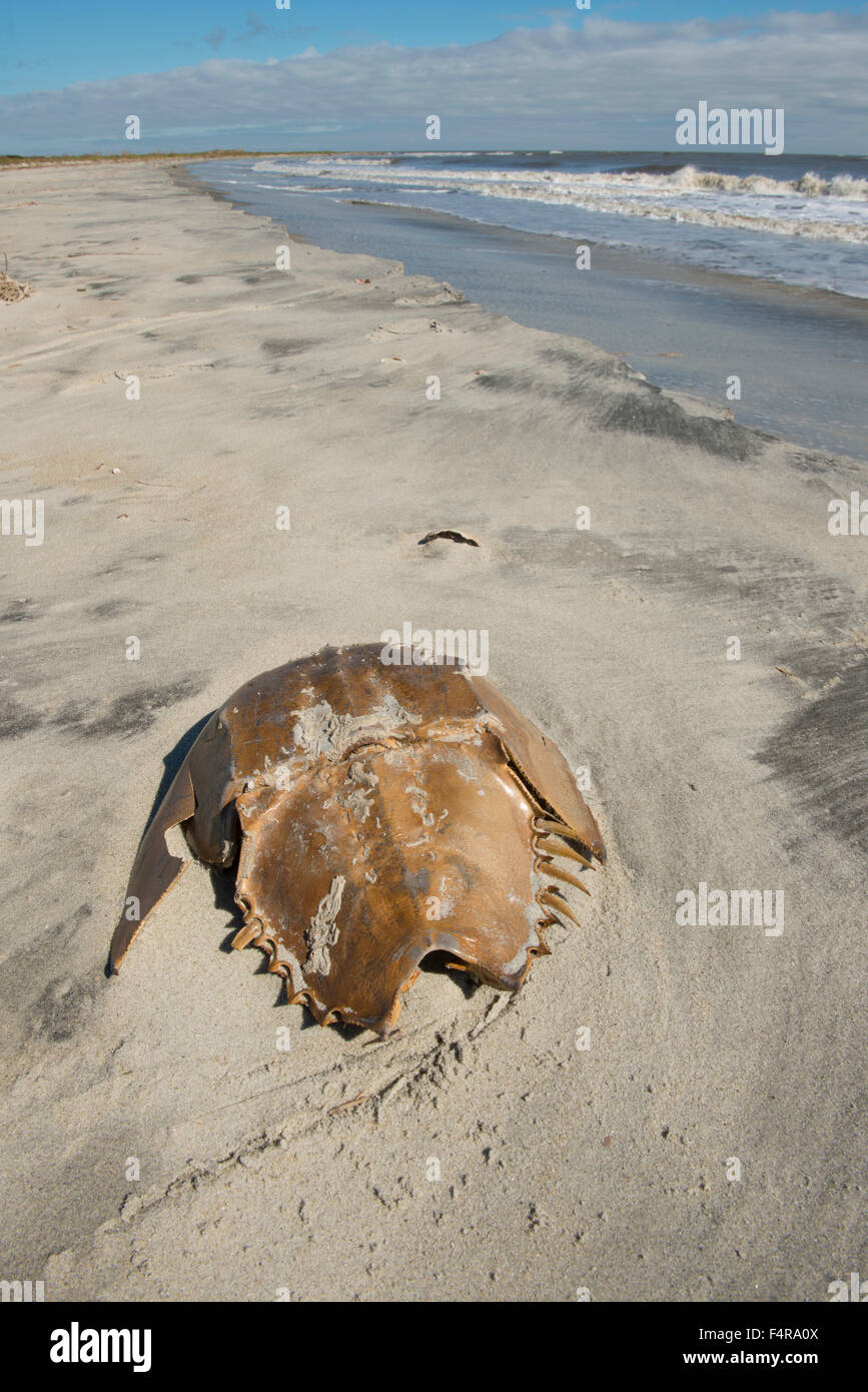 USA, USA, Amerika, Georgia, southern, kleine St. Simons Island, Inseln, Ostküste, Sand, Strand, Atlantik, Krabben, Stockfoto