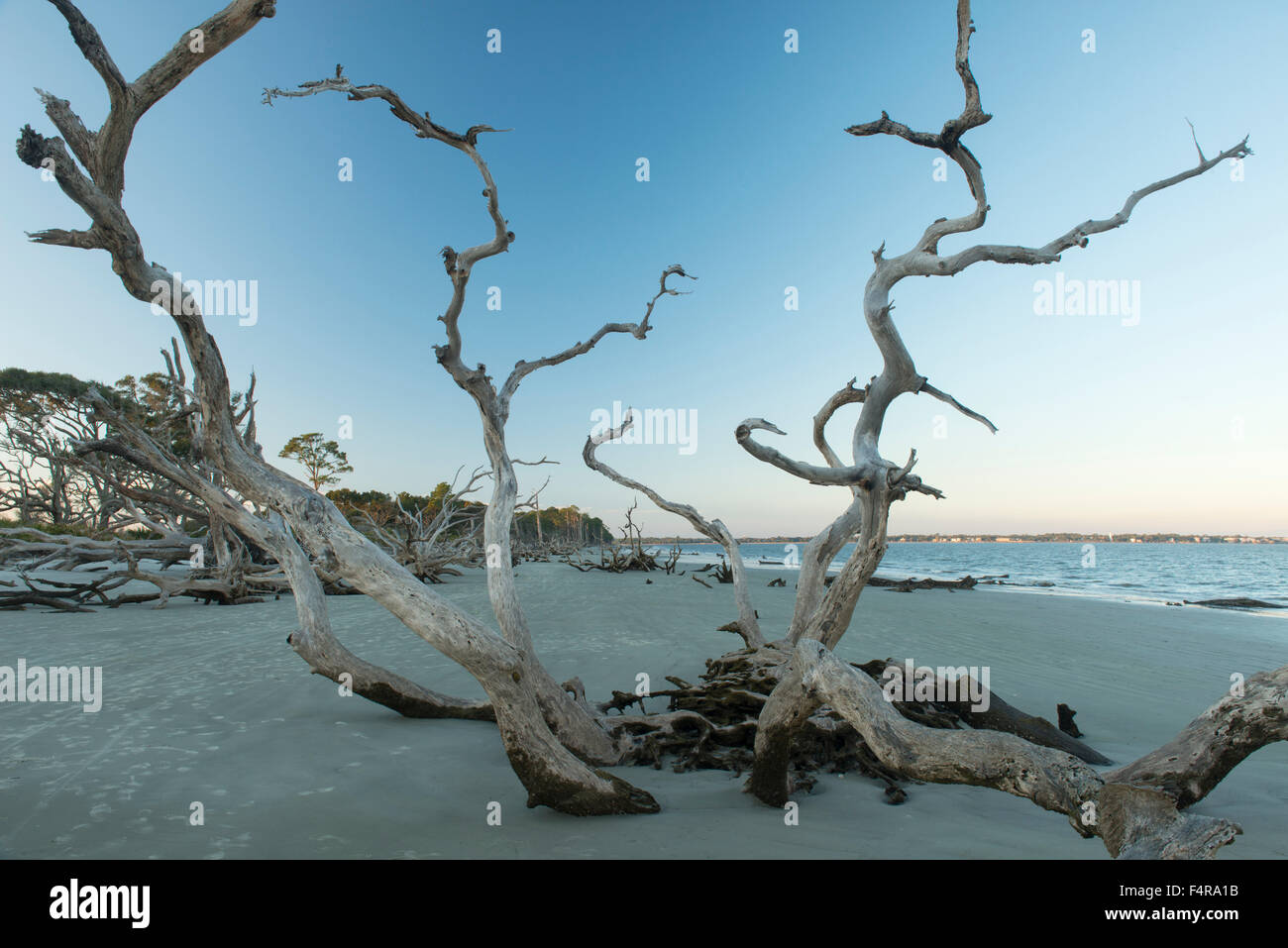 USA, USA, Amerika, Deutschland, Süd, Jekyll Island, Treibholz Strand, Küste, golden Isles, Strand, Landschaft, Atlantik, Stockfoto