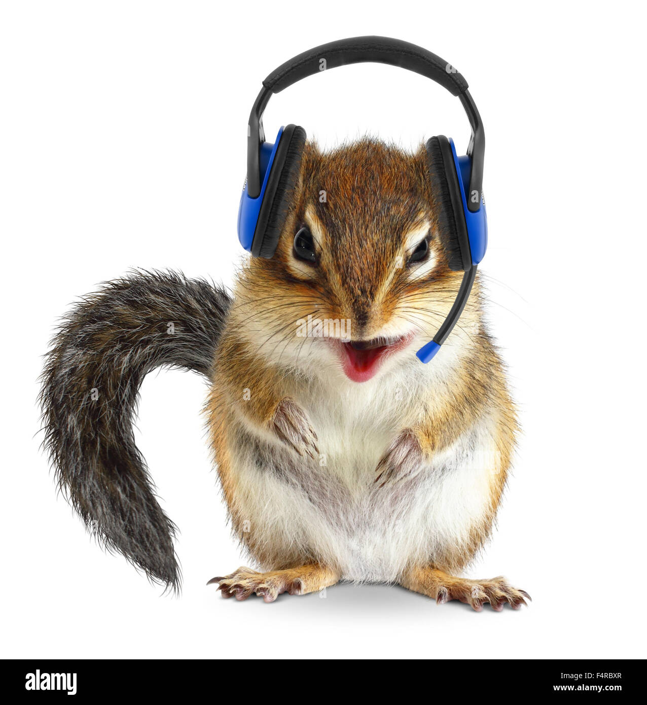 Lustige Tier Call Center Betreiber, Streifenhörnchen mit Handy Kopfhörer auf weiß Stockfoto