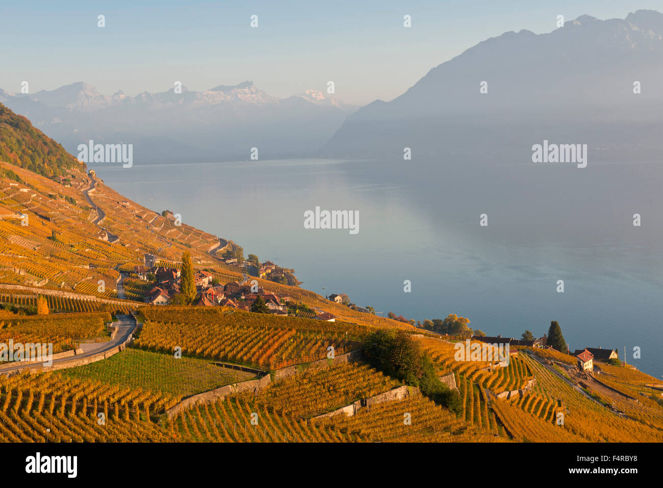 Schweiz, Weltkulturerbe, kulturelles Erbe, Weinbau, Weinberge, Wein, Lac Léman, Genfersee, See, Herbst, UNESCO, Stockfoto