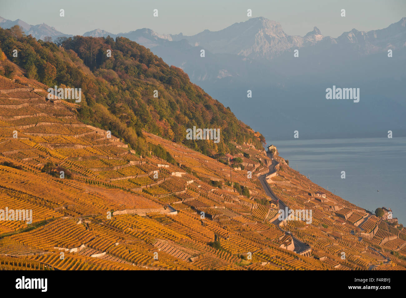 Schweiz, Weltkulturerbe, kulturelles Erbe, Weinbau, Weinberge, Wein, Lac Léman, Genfersee, See, Herbst, UNESCO, Stockfoto