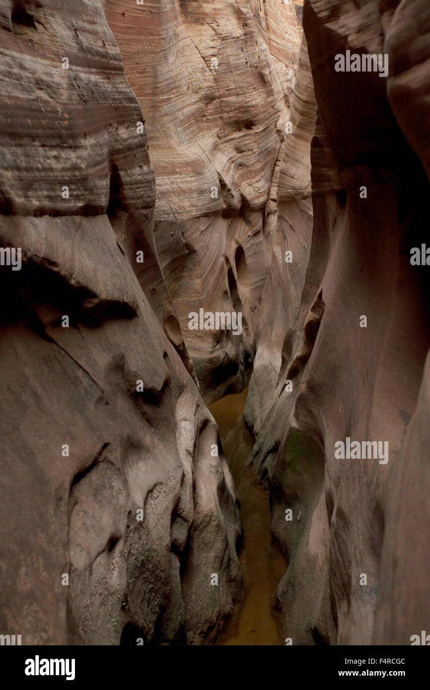 Zebra Slot Grand Staircase Escalante National Monument Stockfoto