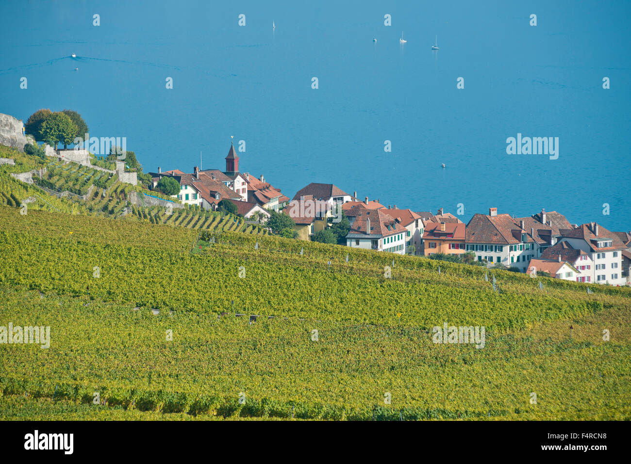 Schweiz, Weltkulturerbe, kulturelles Erbe, Dorf, Weinbau, Weinberge, Wein, Lac Léman, Genfersee, See, Rivaz, Stockfoto