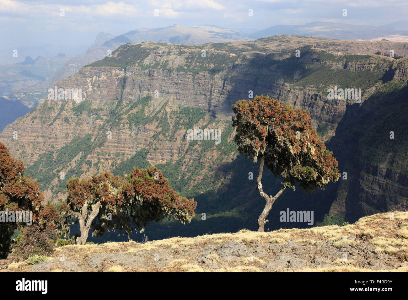 Im Hochland von Abessinien in den Simien Mountains, Landschaft in den Simien Mountains Nationalpark, Baum Heidekraut Erica Arb Stockfoto