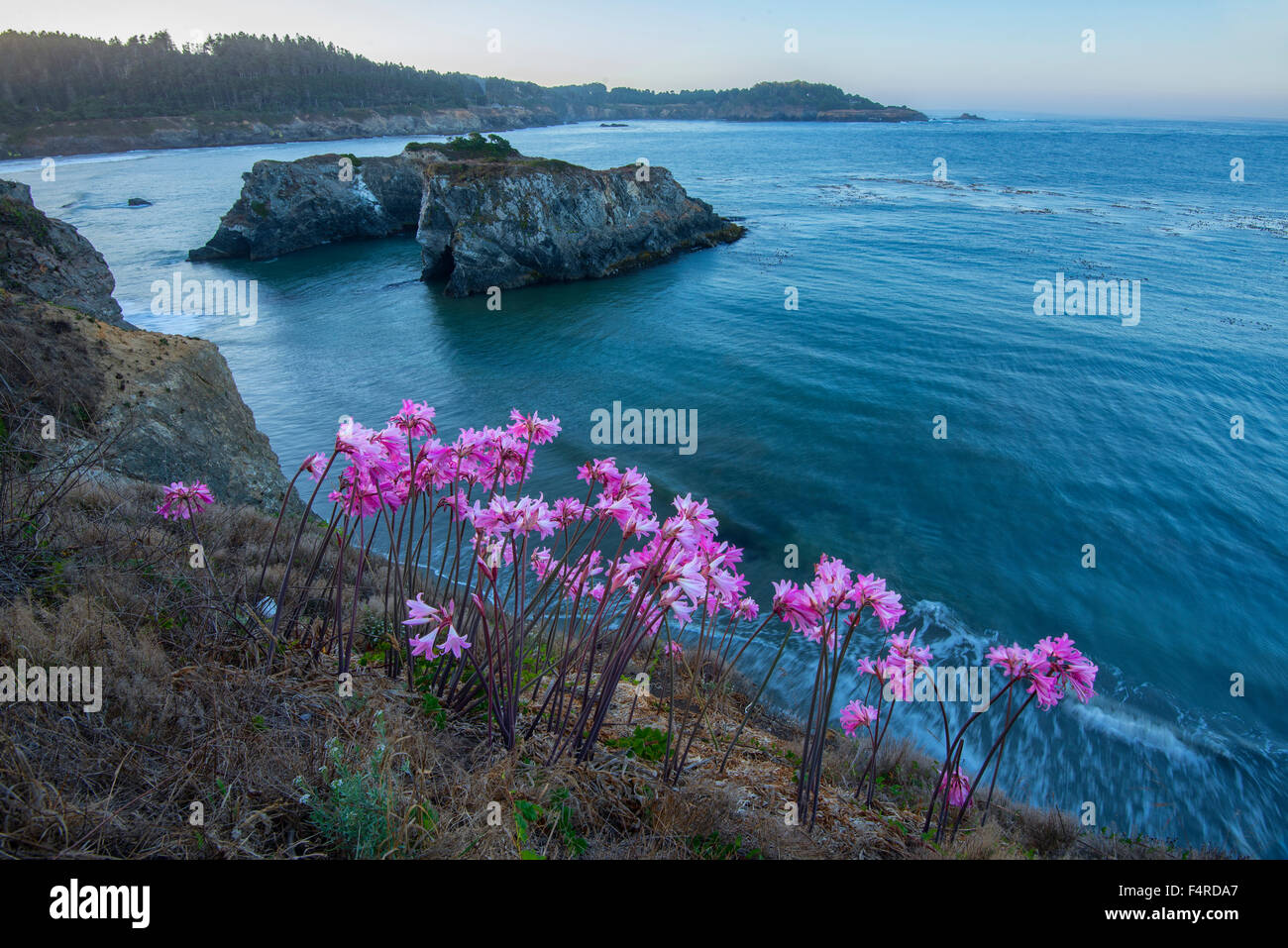 USA, USA, Amerika, Kalifornien, Westküste, Mendocino, Küsten-, Blumen, Bucht, Pazifik, Landschaft Stockfoto