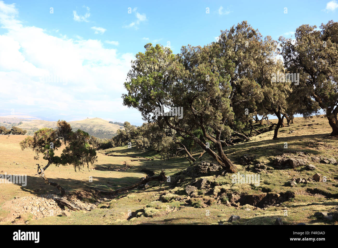 Im Hochland von Abessinien in den Simien Mountains, Landschaft in den Simien Mountains Nationalpark, Baum Heidekraut Erica Arb Stockfoto