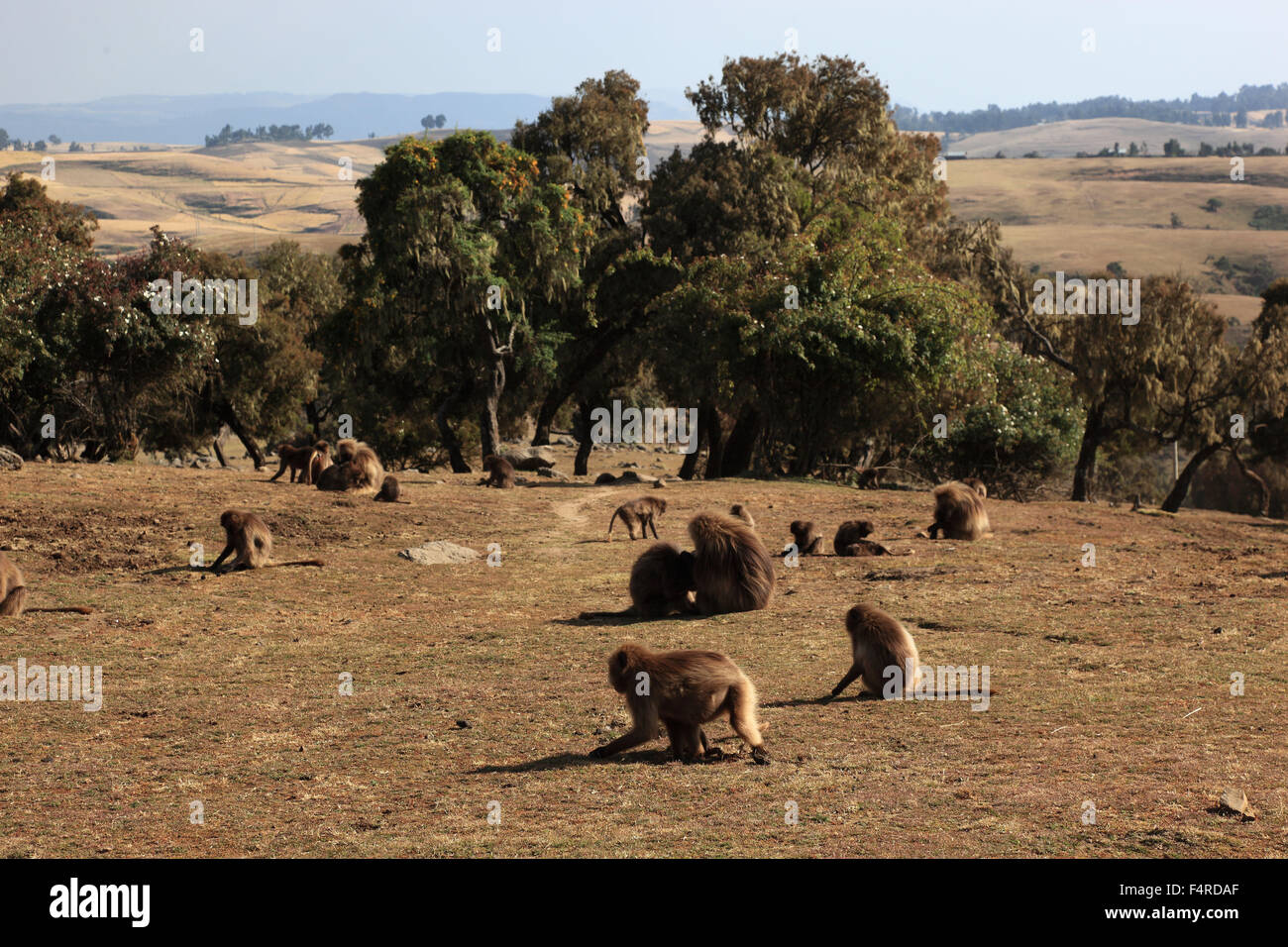 Im Hochland von Abessinien in den Simien Mountains Landschaft in Simien Mountains Nationalpark, Gelada Paviane, Theropithec Stockfoto