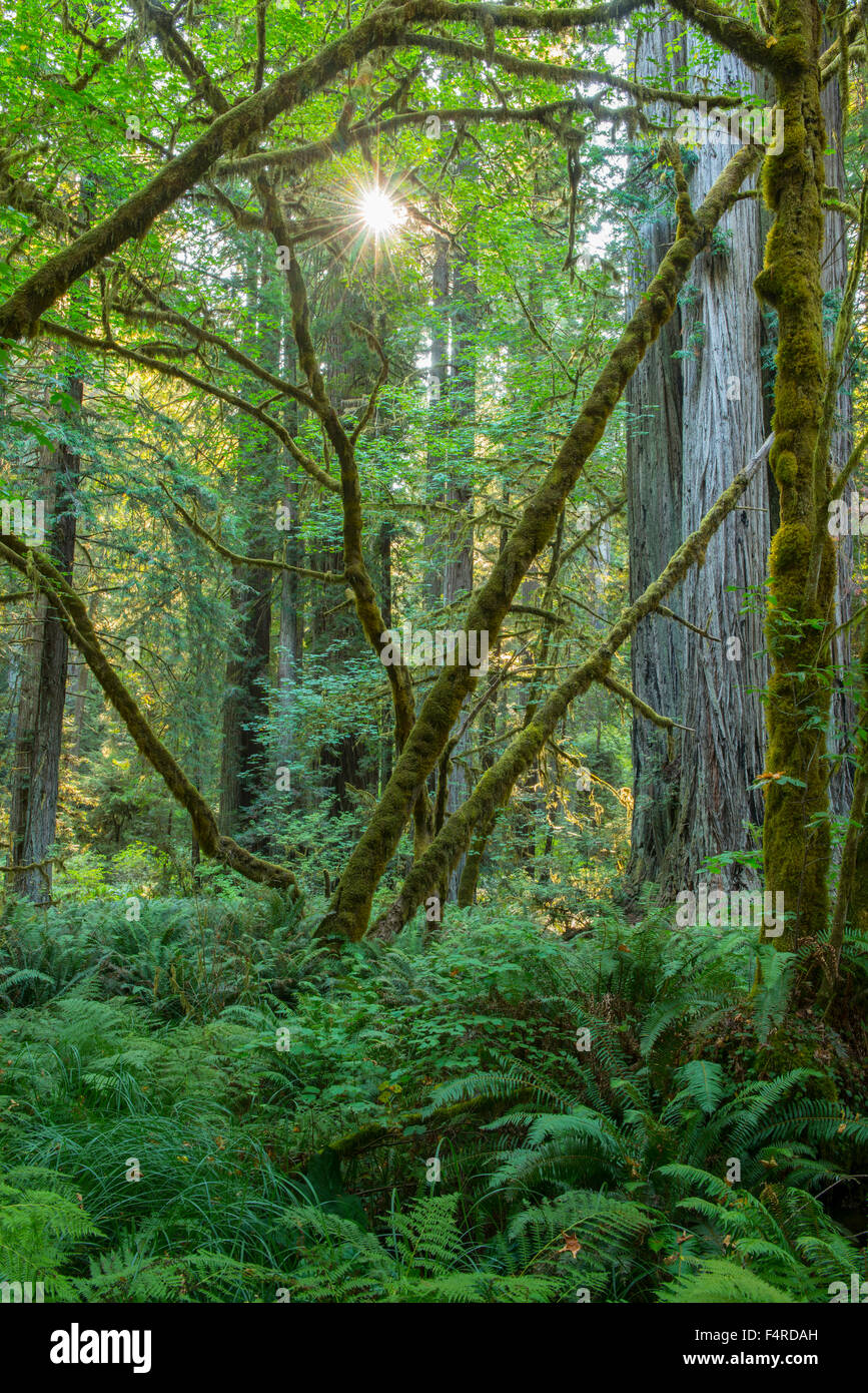 USA, USA, Amerika, Kalifornien, West Coast Redwood, Wald, Prairie Creek Redwoods State Park, Wald, moosig, grün, n Stockfoto