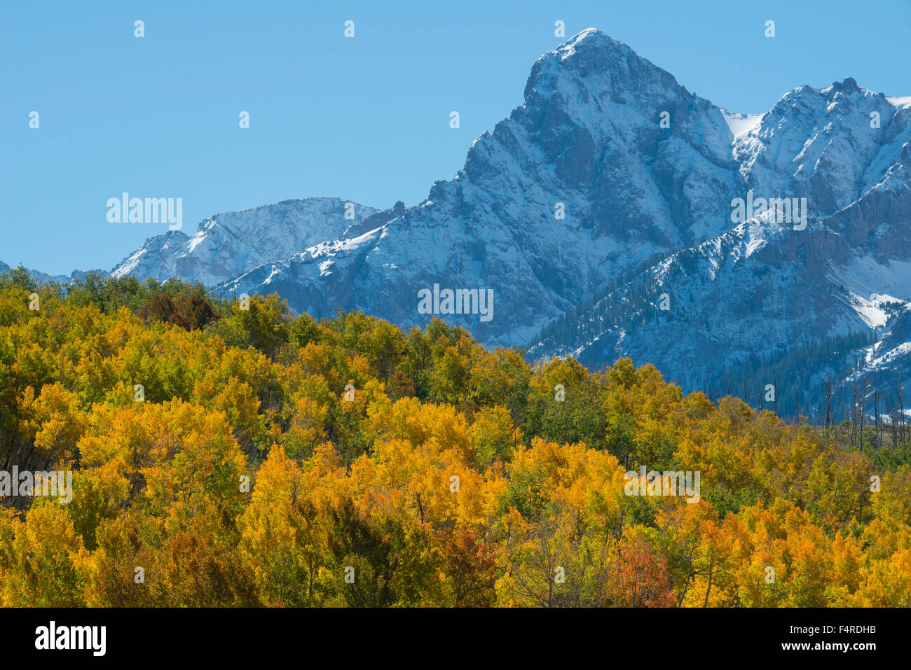 USA, USA, Amerika, Colorado, San-Juan-Gebirge, Gipfel, Laub, Herbst, Farbe, rot, Palette, Berg, Landschaft, Natur Stockfoto