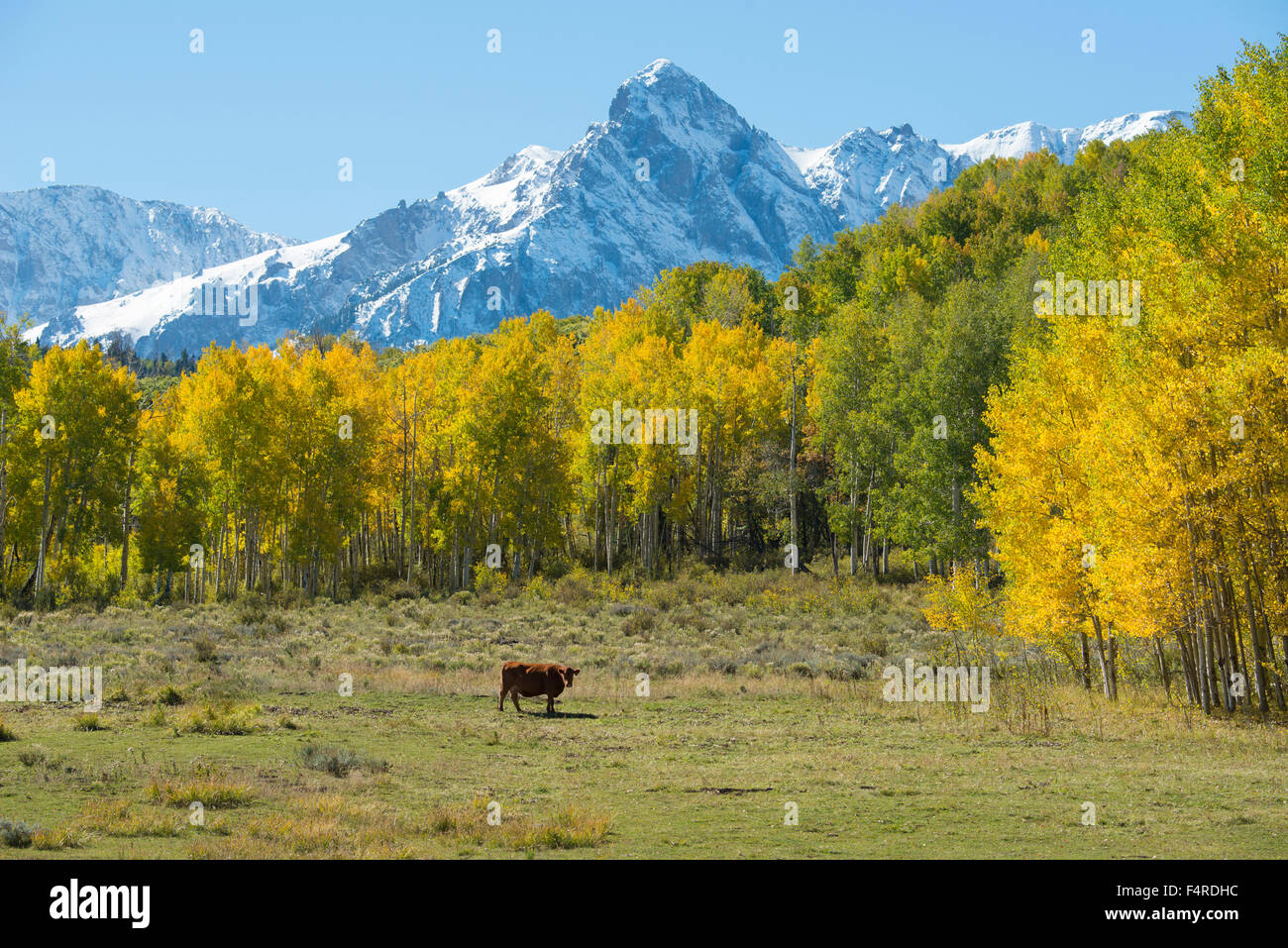 USA, USA, Amerika, Colorado, San Juan Berge, Gipfel, Laub, Herbst, Farbe, rot, Palette, Berg, Landschaft, Natur, Stockfoto