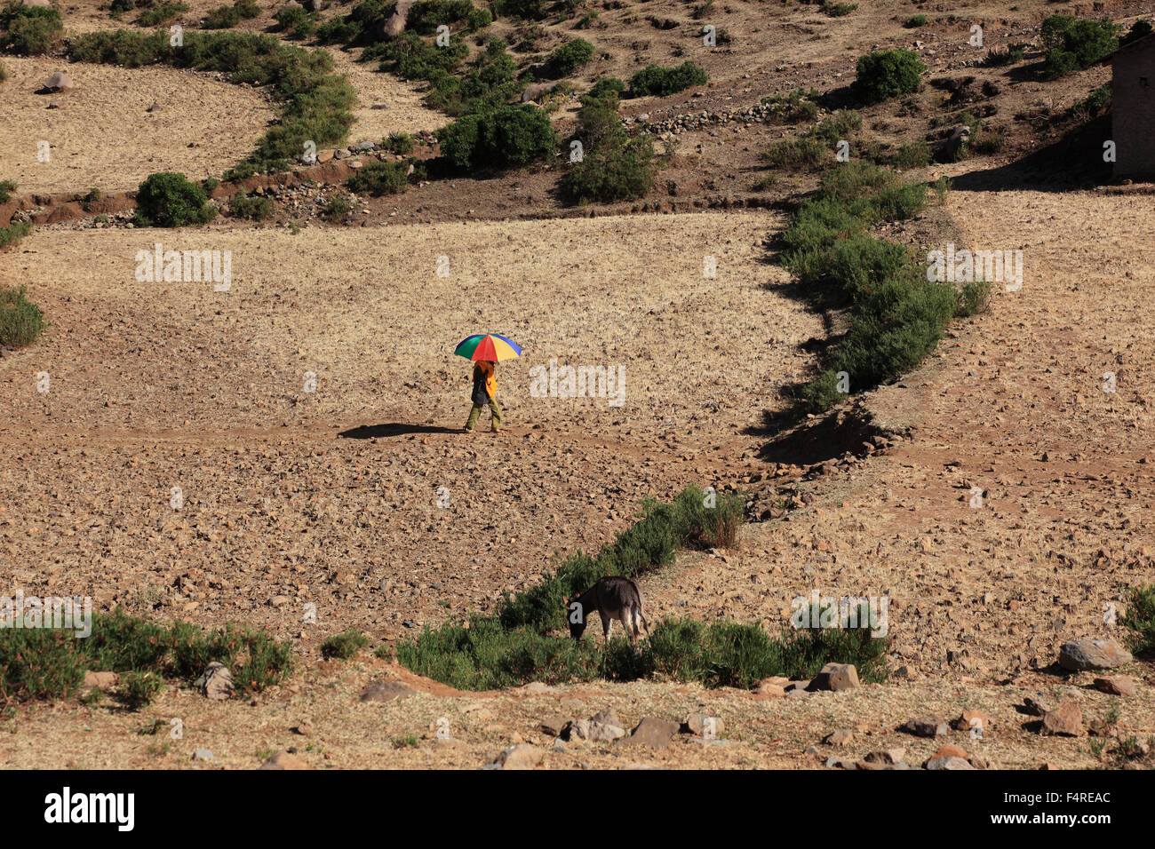 Tigray Region Person geht mit einem Regenschirm über trockene Felder Stockfoto