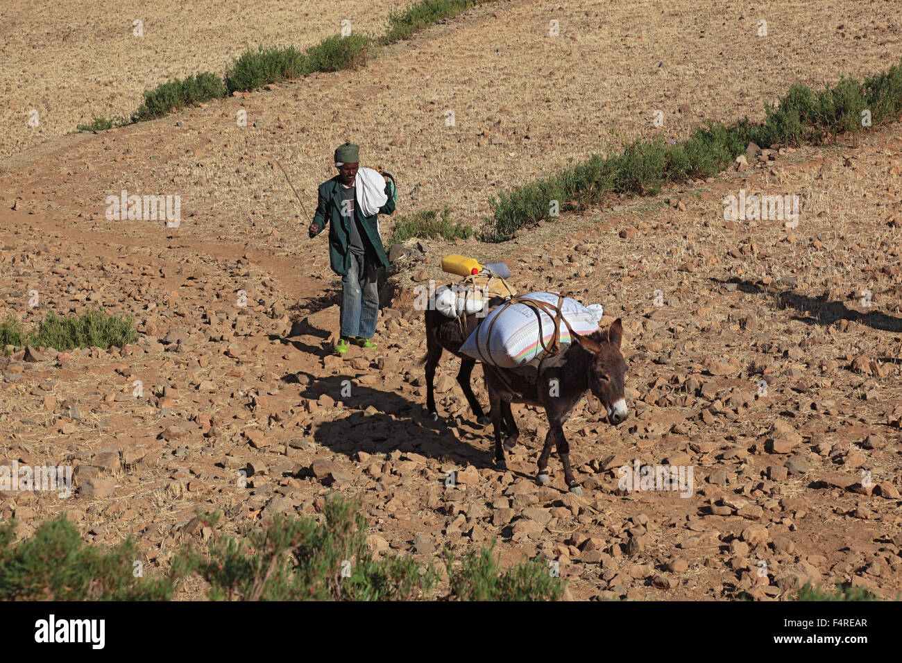 Tigray Region, einheimische mit dem Esel auf dem Weg nach Hause auf trockenen Felder Stockfoto