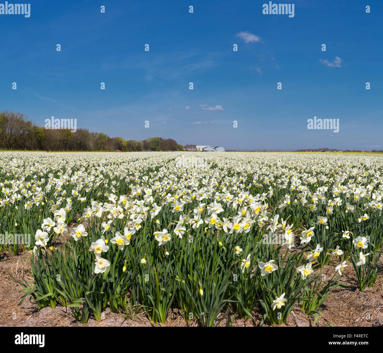 Niederlande, Holland, Europa, Landschaft, Blumen, Frühling, Birne Feld, weiß, Narzissen, Burgerbrug, Stockfoto